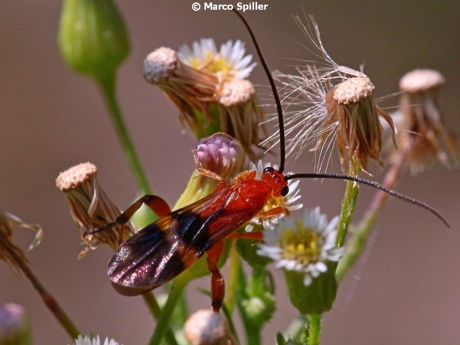 Braconidae da determinare